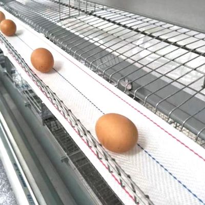 خرید کمربند جمع آوری تخم مرغ فروش داغ Annilte در مرغداری online manufacture