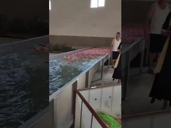 دستگاه درجه بندی آووکادو گلابی تمام اتوماتیک